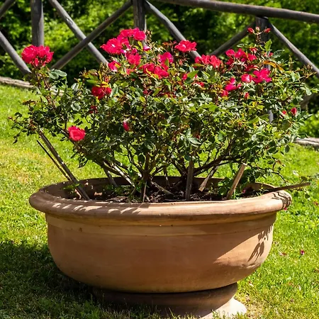 Terrazza Sul Parco 아파트 바뇨디로마냐